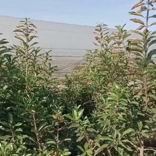 武汉法国冬青