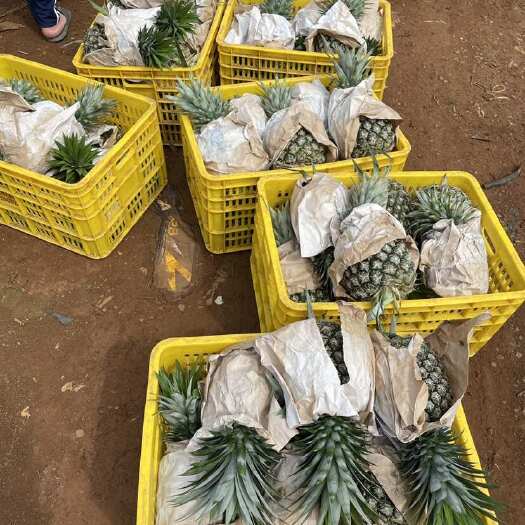 徐闻县西瓜凤梨，菠萝