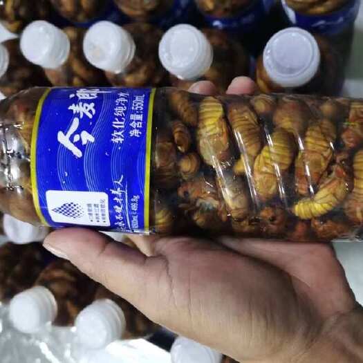 金乡县开背小金蝉