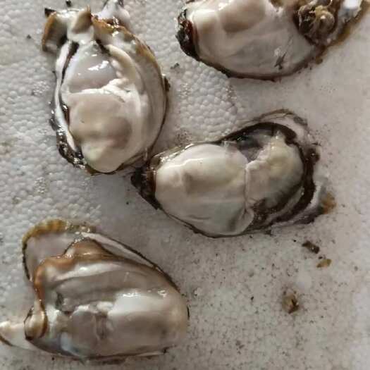 生蚝流通