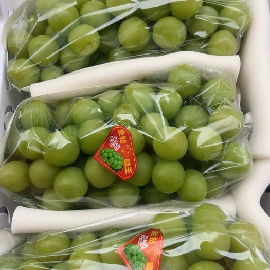 嘉兴阳光玫瑰