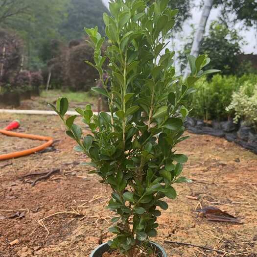 阳朔县瓜子黄杨（高速30-50）