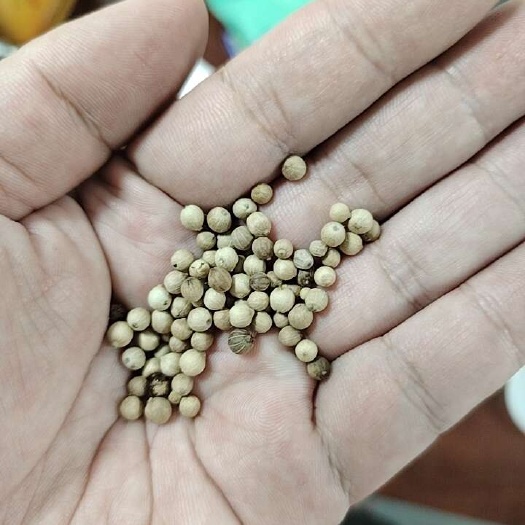 屯昌县白胡椒