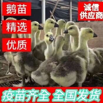 郓城县灰狮头鹅苗 脱温鹅苗 厂家直销 包打疫苗  全国可发货