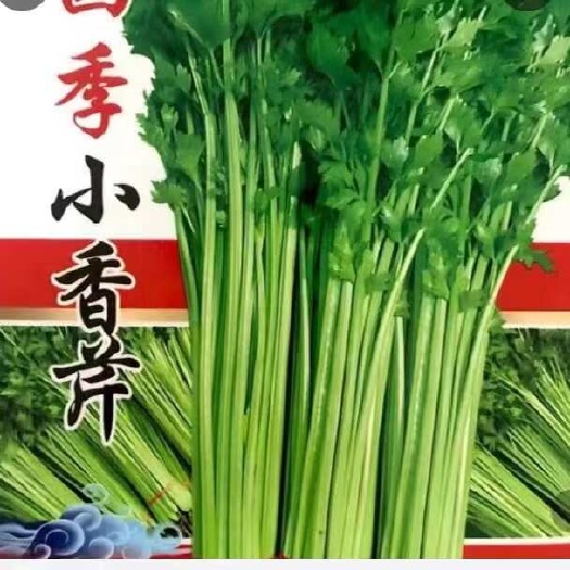 香芹苗