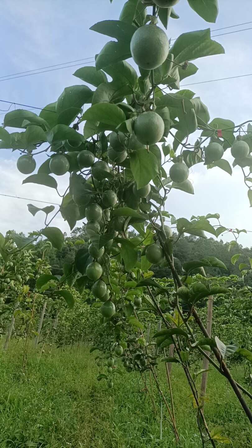 广东清远黄金百香果钦蜜九号新鲜现摘