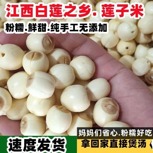 瑞金市白莲子去心江西新鲜白莲现剥优质无心莲颗粒饱满新鲜莲子一件代发