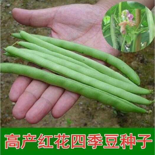 邵东市红花四季豆耐热搭架种子大全有架40天早熟春秋可种蔬菜种子
