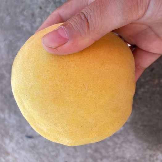 寿县锦绣黄桃
