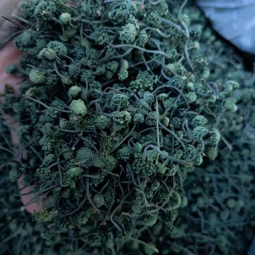 三七花
