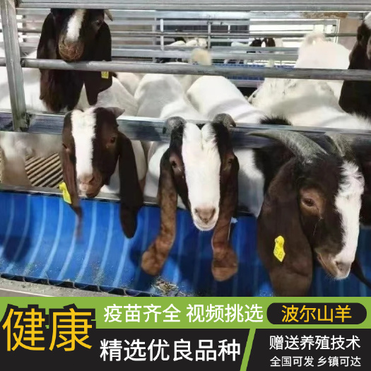 商丘纯种波尔山羊小羊羔山羊苗羊崽母羊公羊健康养殖食槽