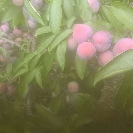 汉源县脆红李