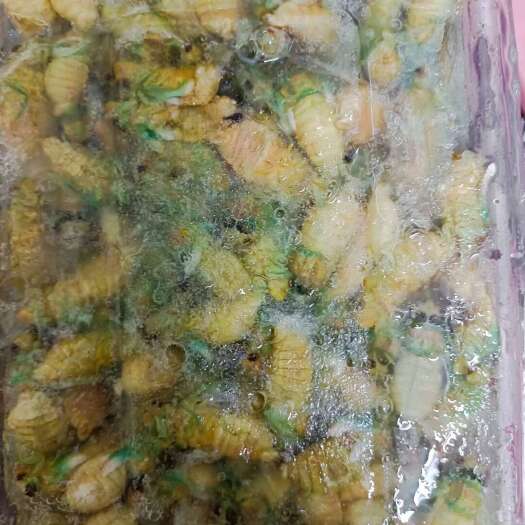 博罗县广东竹蝉