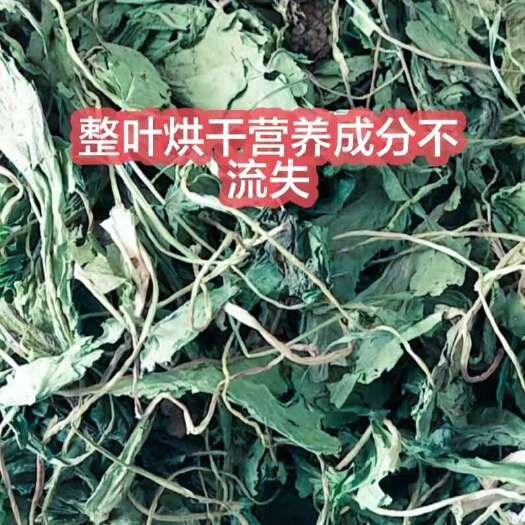 山东菏泽食叶草 Sod富硒产品，基地直发。