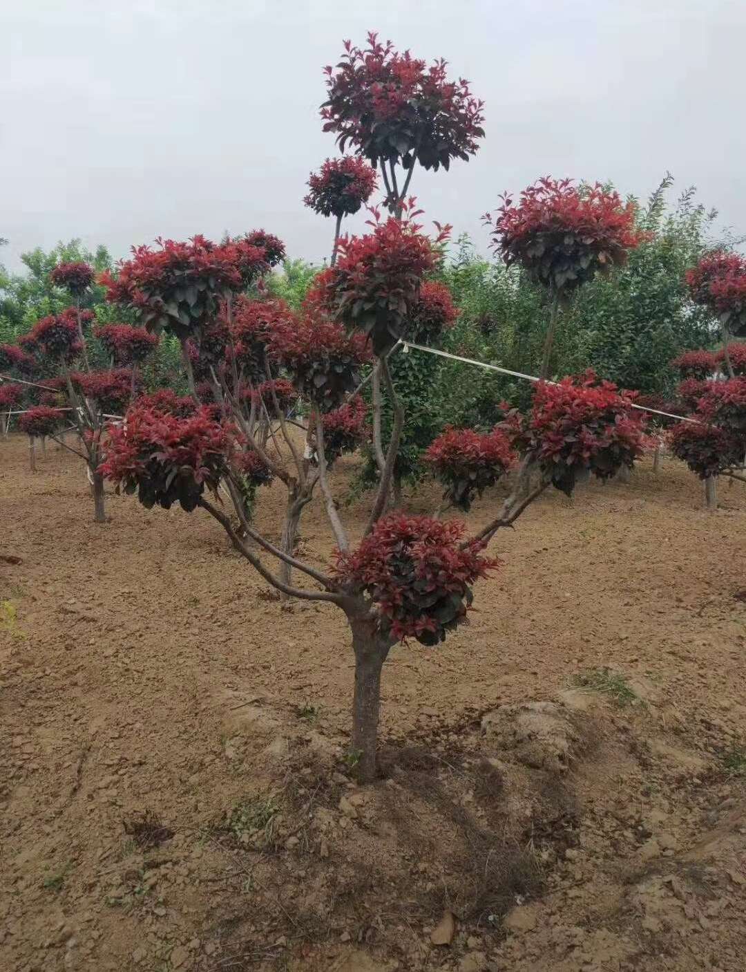 造型红叶李