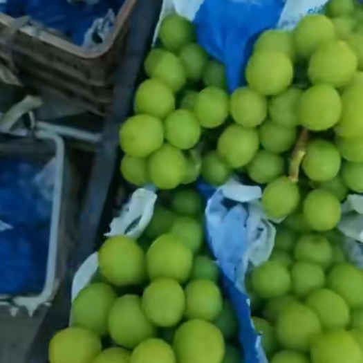 澧县出售大量精品阳光玫瑰葡萄
