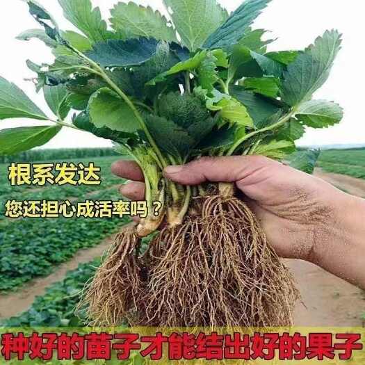 泰安草莓苗