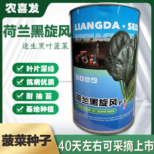 凯里市皇家黑叶菠菜种子耐热耐寒厚叶大叶菠菜种籽耐抽薹抗霜霉病四季种
