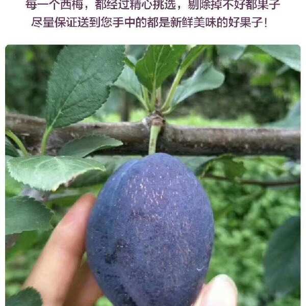 新鲜西梅