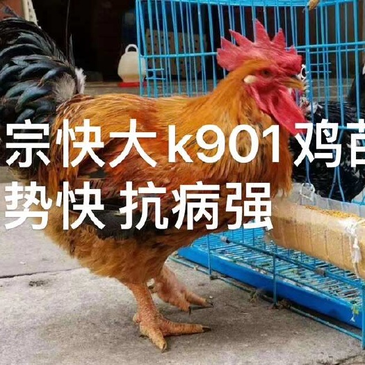 昆明K9鸡苗  云南快大型k9鸡苗抗病能力强长势快孵化场直供