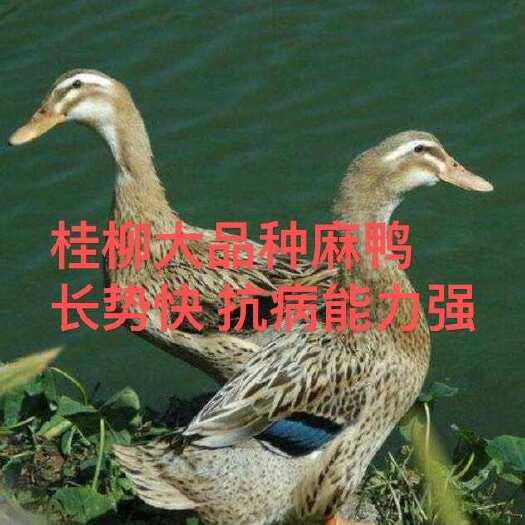 昆明云南大种麻鸭苗  抗病能力强  好养活  纯活率高
