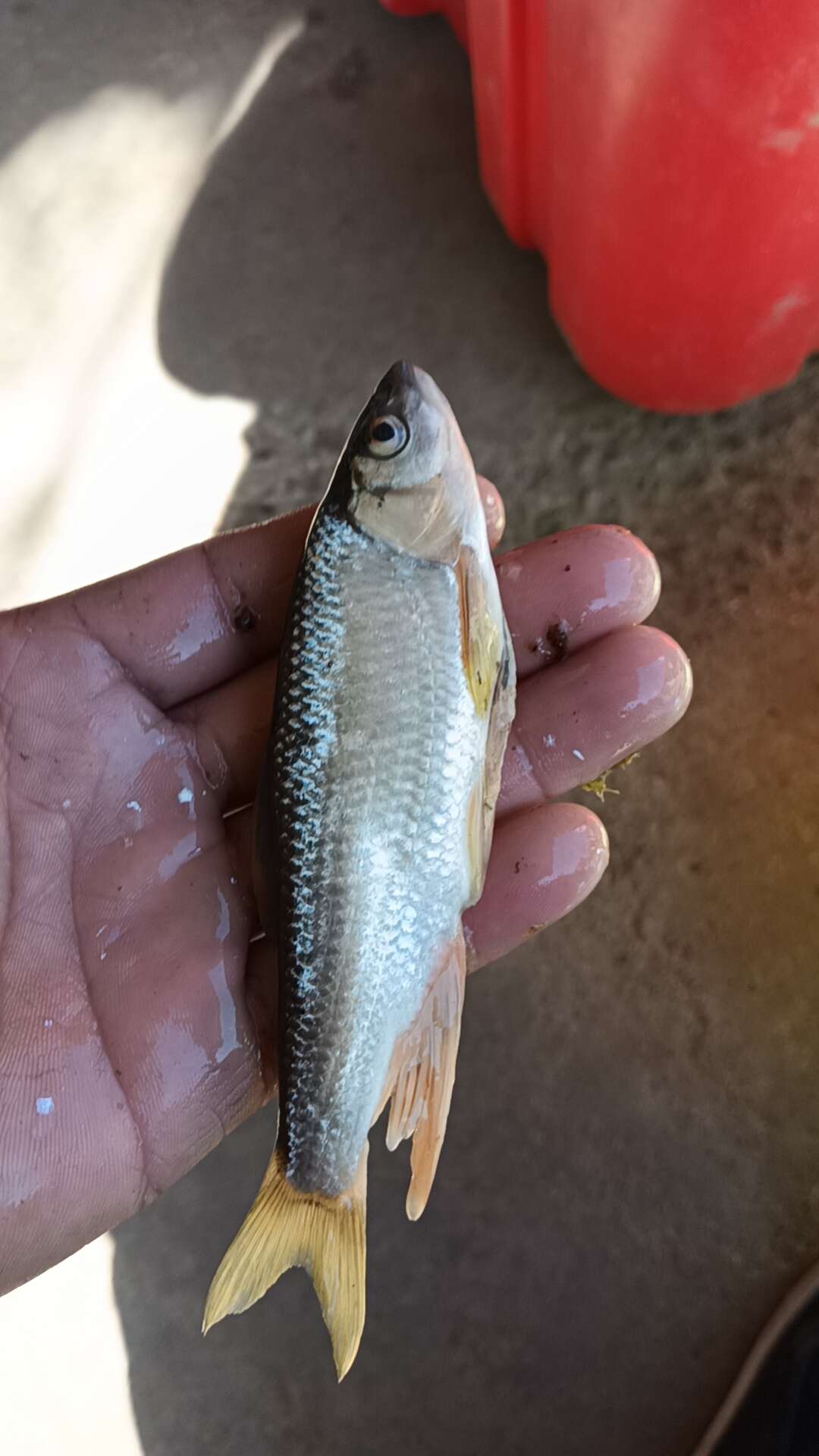 馬口桃花魚川丁魚