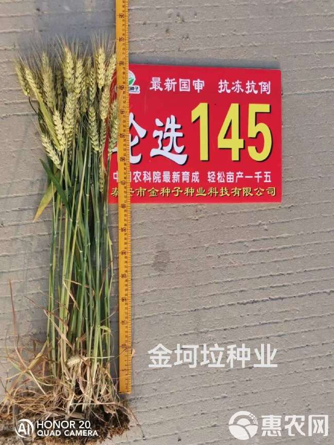 双国审小麦种子轮选145.济麦22的换代品种厂家直供量大询价