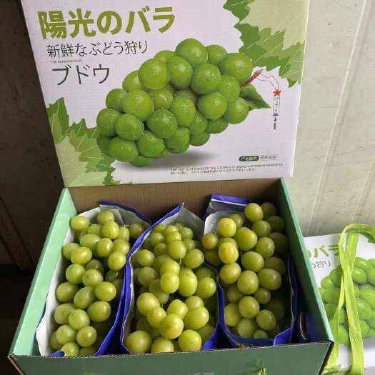 渭南[京东包邮]晴王阳光玫瑰葡萄