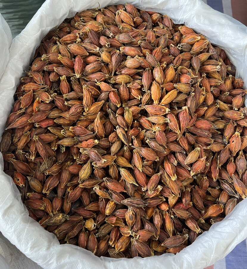 红栀子 优质水栀子黄枝子 火锅调味天然染色香料大全批发