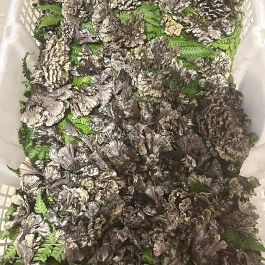 云南野生新鲜干巴菌