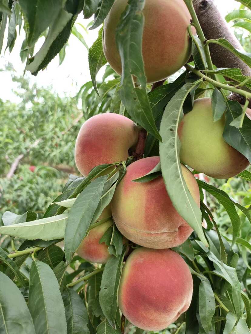 离核青蜜桃 青州蜜 青肉 脆甜爽口 保质保量 供应全国