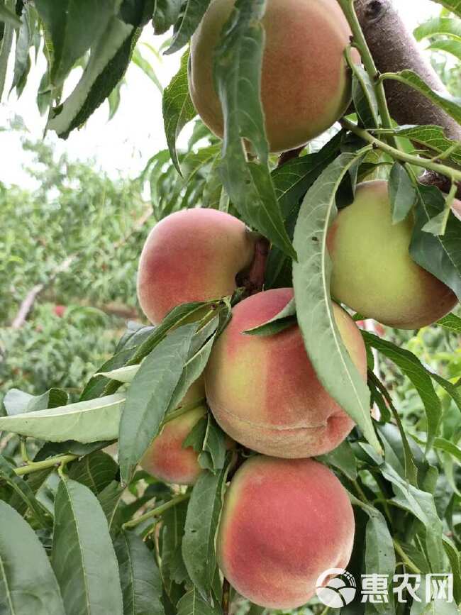 离核青蜜桃 青州蜜 青肉 脆甜爽口 保质保量 供应全国