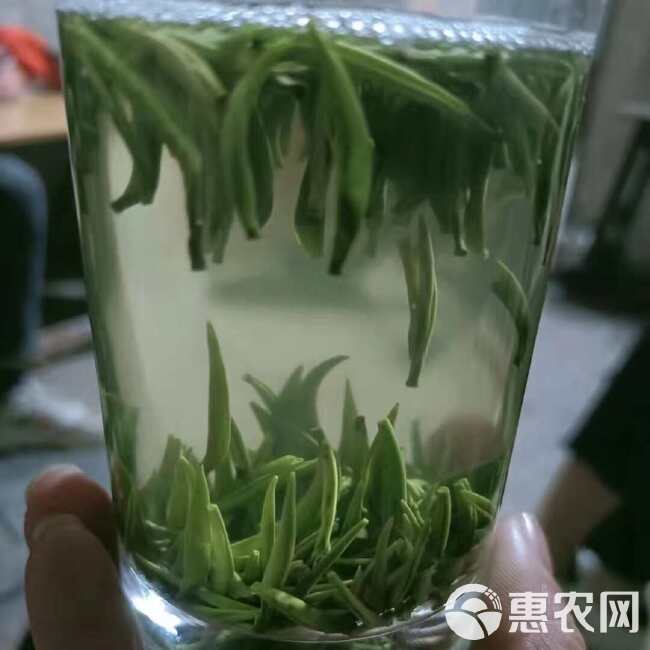 供应绿茶毛尖贡芽茶硒茶春茶