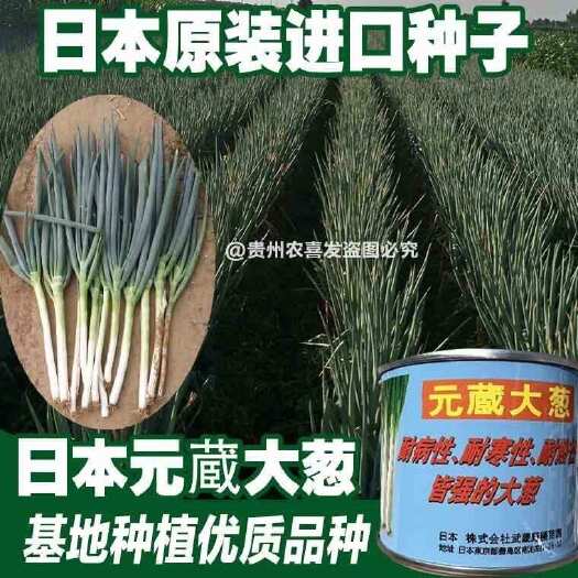 凯里市日本铁杆元藏大葱种子铁杆大葱葱白紧实产量高四季蔬菜种子