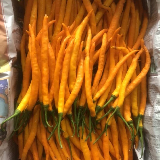 黄贡椒，大棚种植，质量好，颜色好，硬度好