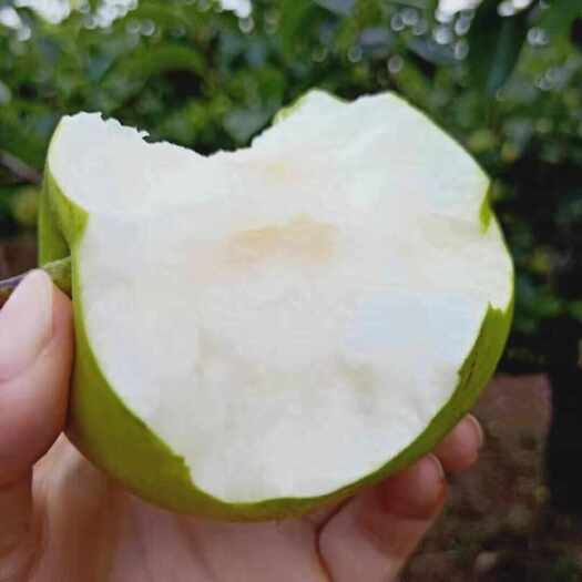 砀山县砀山梨 苏翠一号青皮蜜梨9斤新鲜采摘 脆甜多汁