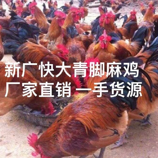 昆明土鸡苗  云南土杂鸡苗，青脚麻  快大型  疫苗齐全