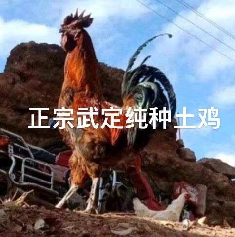 昆明云南武定土鸡苗，只比品质，不比价格，品种纯