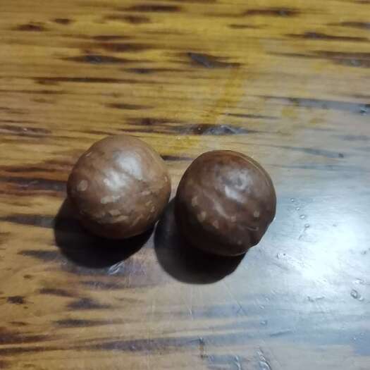景洪市夏威夷果