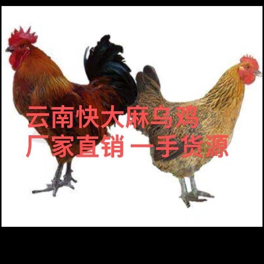 昆明杂交鸡苗  云南快大，麻鸡苗，疫苗齐全，长势可达10斤