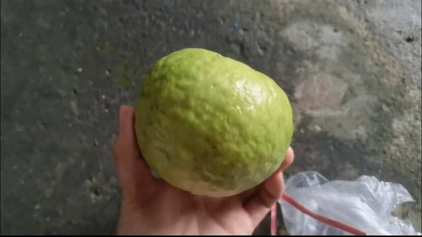 诏安县珍珠番石榴