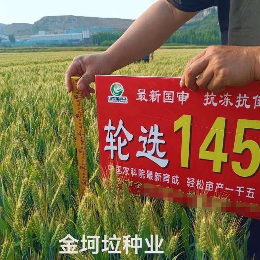 肥城市双国审小麦种子轮选145.济麦22的换代品种厂家直供量大询价