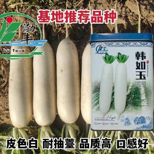 韩如玉萝卜种子春秋两季白萝卜种籽杂交种皮色白耐抽薹基地专用籽