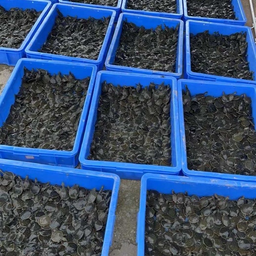 广州广州大量出珍珠鳖大苗，好养快大效益高。