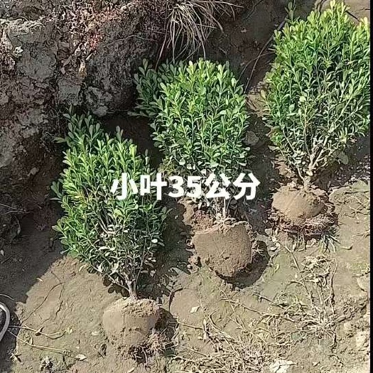 定州市小叶黄杨