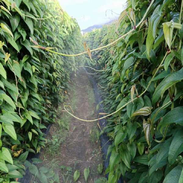 赣南紫山药江西脚板薯蔬菜铁棍山药富硒紫玉淮山包邮