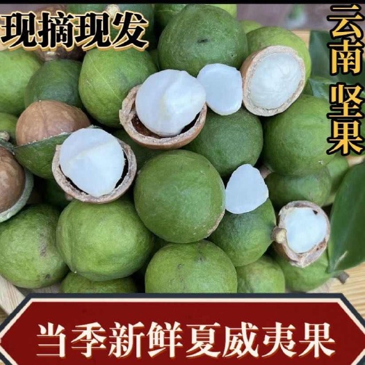 贺州新鲜生夏威夷果新鲜坚果非干果带青皮自产自销原味无加广西零食
