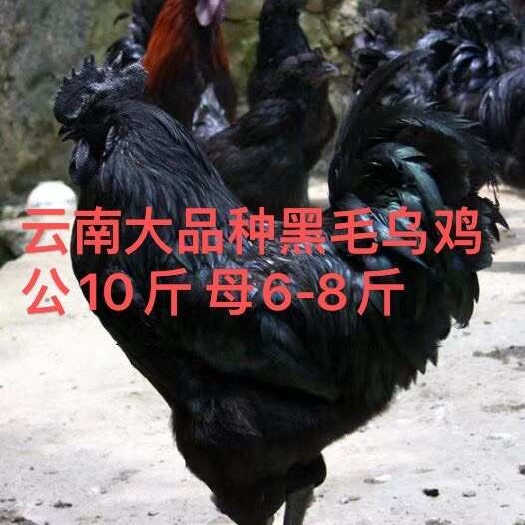 昆明黑鸡苗  云南快大黑毛乌鸡苗  长势9/10斤，疫苗齐全