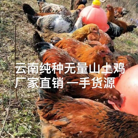 昆明云南大种无量山土鸡苗 品种纯种 孵化场直供