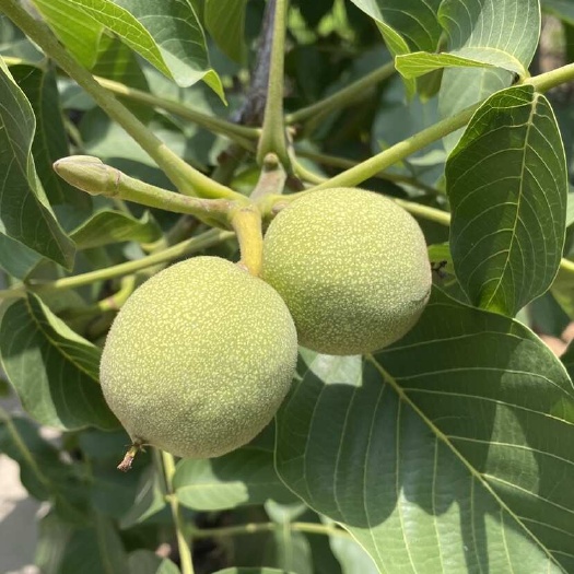 磁县清香型核桃，本人种植清香核桃1000余亩，质量可靠货源稳定。